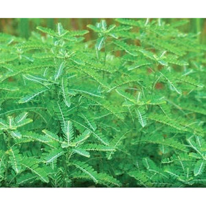 Bhumi Amla Supreme - Chanca Piedra – Harmony Nutraceutical Highest Potency, Maximum Bioactivity, Pure Herbal Supplement for Liver, Gallbladder & Kidney