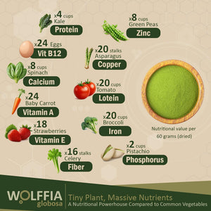 Premium Dried Wolffia Globosa Superfood | Low Carb, High Protein 40% | Rich in Minerals, Vitamins a E B12 & Essential Amino Acids | the Future of Sustainable Plant-Based Nutrition 2.11 Oz (60G)