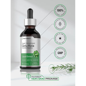 Horbäach Gotu Kola Extract | 2 Fl Oz | Alcohol Free | Super Concentrated Liquid Herb Supplement | Vegetarian, Non-Gmo, Gluten Free