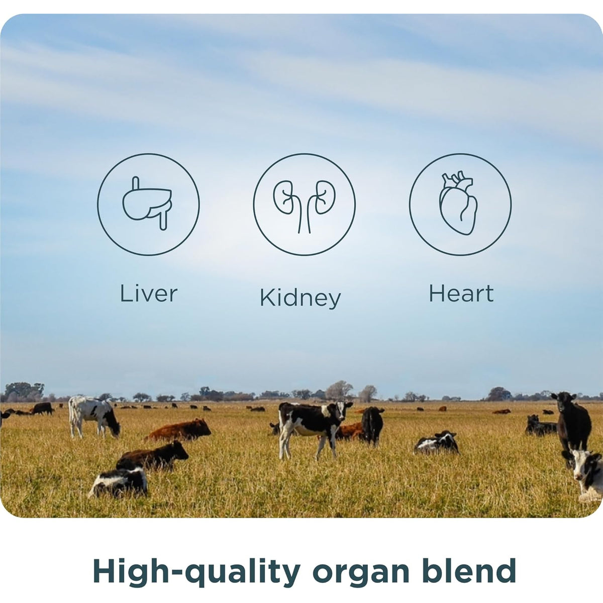 Ancient Nutrition Organ Supplements, Grass-Fed and Wild Organ Complex Capsules, Liver, Heart, Kidney Supports Organ, Cognitive, and Immune System Health, 180 Ct