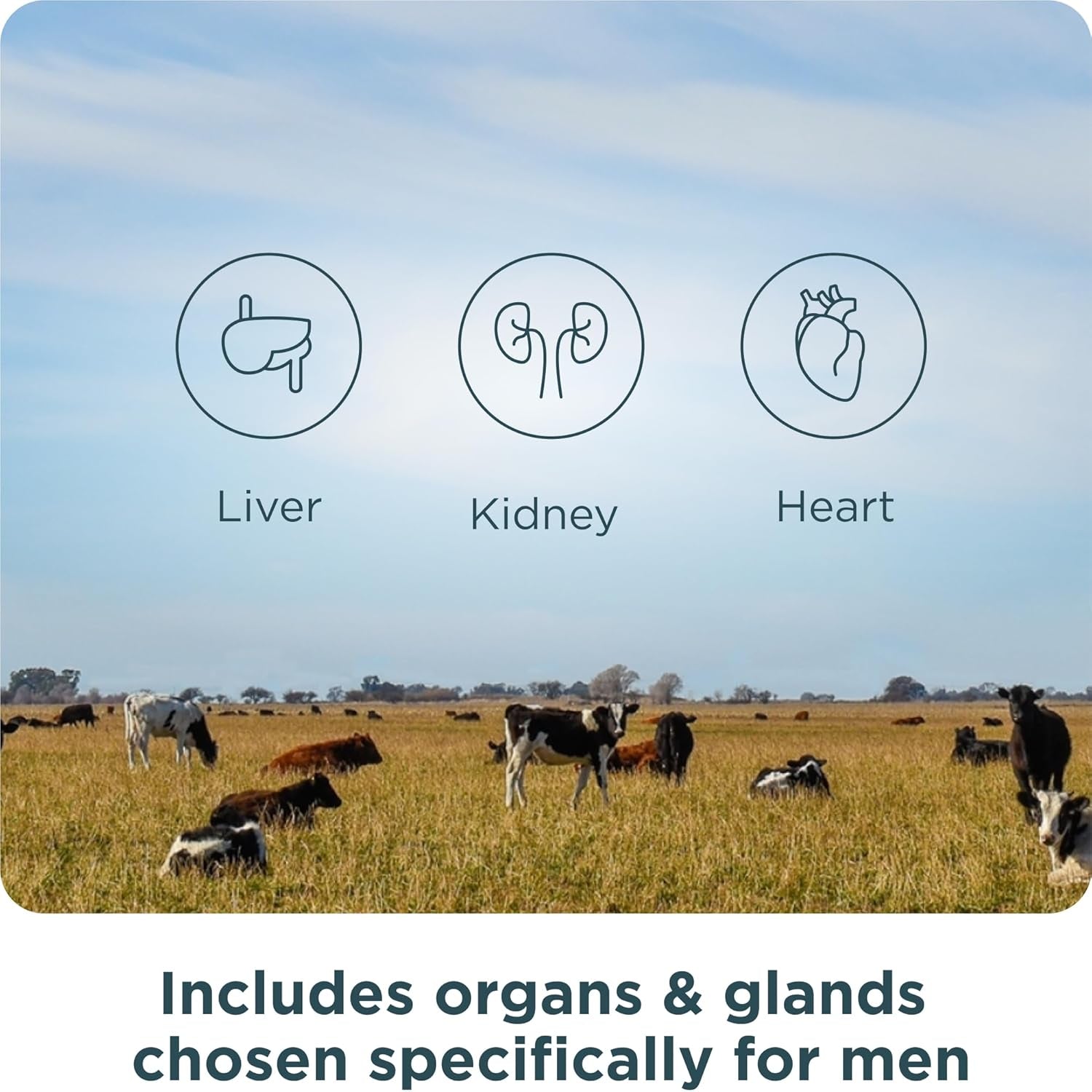 Ancient Nutrition Organ Supplements for Men, Grass-Fed and Wild Organ Complex Capsules, Liver, Prostate, Pancreas Supports Male Performance, Healthy Aging, 180 Ct