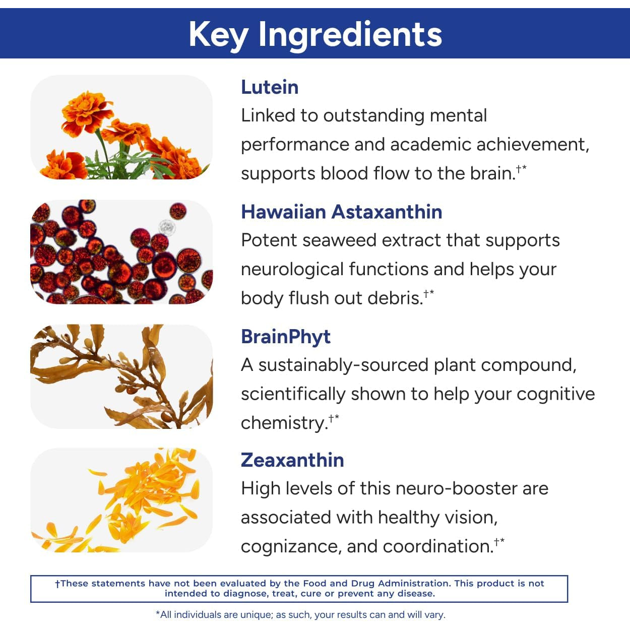 Gundry MD Power Phenols Brain Health Supplement for Cognition, Focus, Motivation, Productivity, and Energy - (30 Servings)
