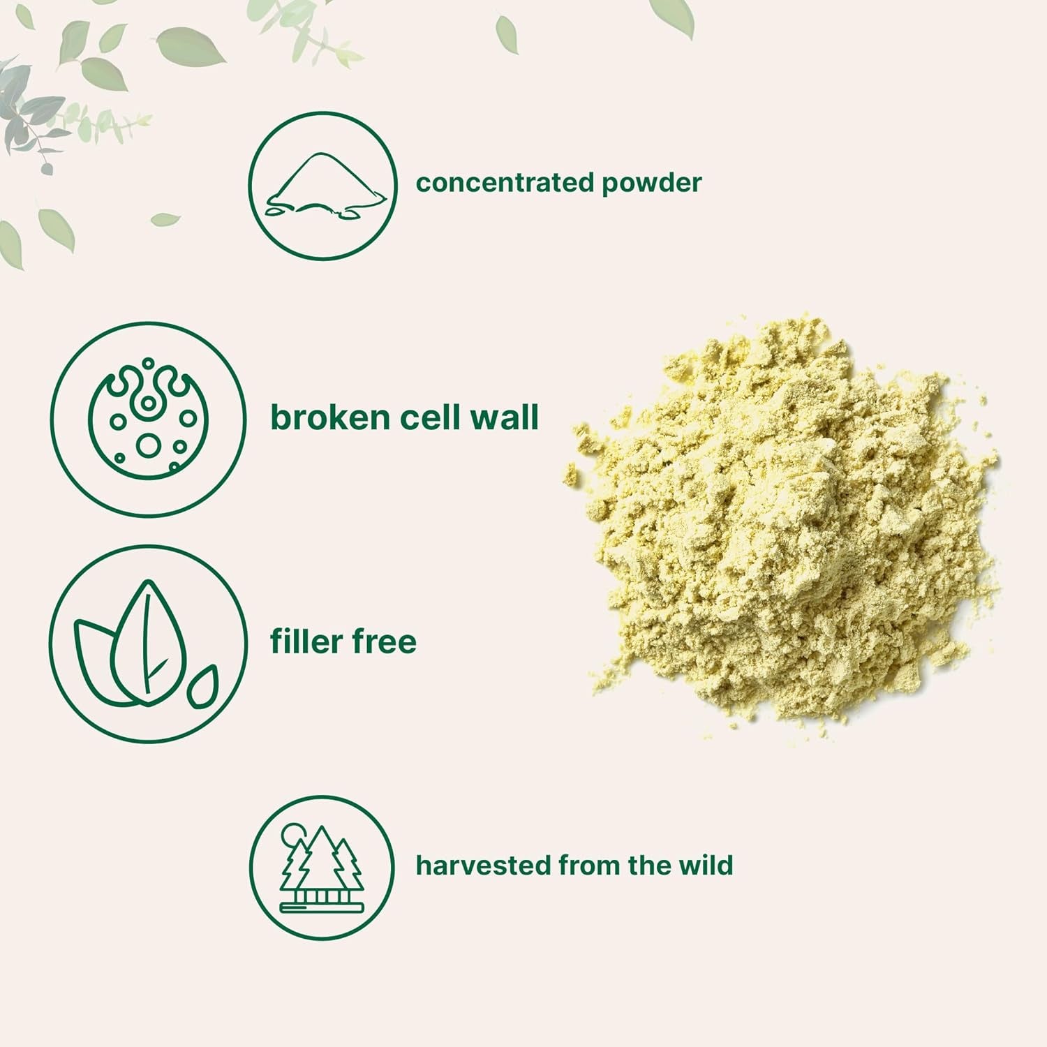 Pure Pine Pollen Powder, 6 Ounce, Wild Harvest an Broken Cell Wall, Supports Immune System Health, Boosts Energy, Antioxidant & Androgenic, No Gmos, Vegan Friendly