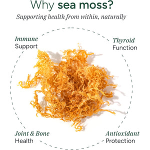 ROOT LABS Sea Moss Gummies I 92+ Minerals I Black Seed Oil I KSM 66 Ashwagandha I Lab Tested I No Added Sugar | for Men, Women I Non-Gmo I 100% Natural & Organic I 1600 Mg I 60 Gummy
