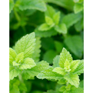 Herb Pharm Lemon Balm, Alcohol-Free: Certified Organic, Nervousness & Over-Excitement Support, Fast-Absorbing & Sugar-Free Calming Extract, Made with Lemon Balm Herb, Liquid Glycerite, 1 Oz