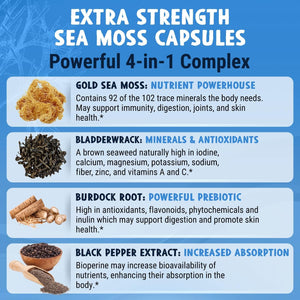 MAJU 4-In-1 Organic Sea Moss Capsules, Wild Chondrus Crispus, Seamoss W/Bladderwrack + Burdock Root, Stronger than Gel, Irish, Sebi Inspired Raw Powder in Pills, 500 Mg Capsule (60 Ct)